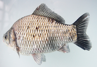 夏季深水釣鯽魚的開餌技